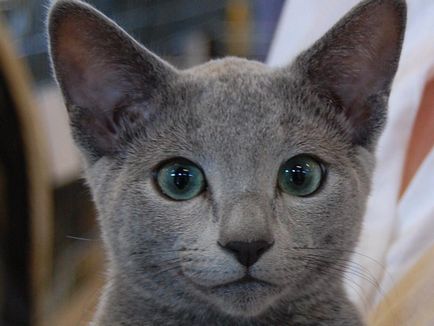 Кішки петра i - російська блакитна - домашні тварини