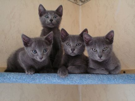 Pisici petra i - albastru rusesc - animale de companie