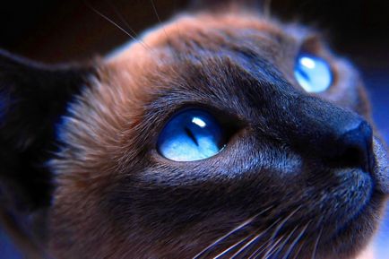 A macskák látnak a sötétben, mint nap infoglaz