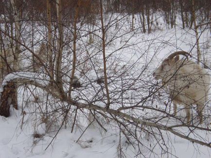 Kecskék bolygókerekes vandálok és a fajta Boer hús