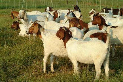 Kecskék bolygókerekes vandálok és a fajta Boer hús