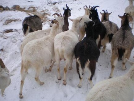 Kecskék bolygókerekes vandálok és a hús fajta Boer (kecske) Kecskék bolygókerekes vandálok és a fajta Boer hús