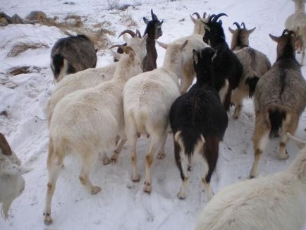 Kecskék bolygókerekes vandálok és a fajta Boer hús