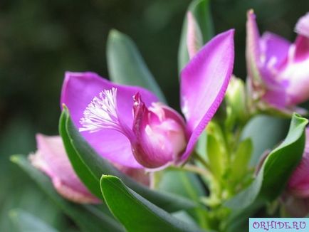 Красивий і ароматний квітка Іфейону в домашніх умовах