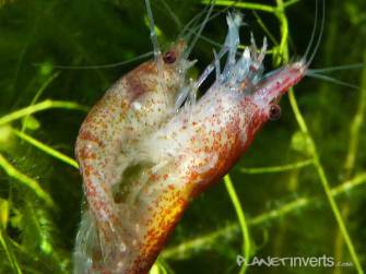 Креветка вишнева (neocaridina denticulata sinensis - cherry shrimp)