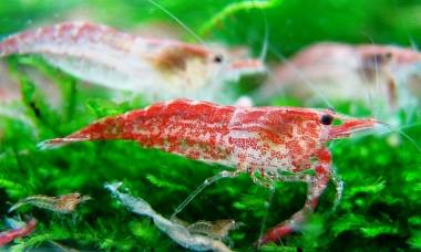 Креветка вишнева (neocaridina denticulata sinensis - cherry shrimp)
