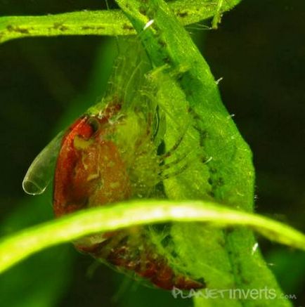 Creveți de cireș (neocaridina denticulata sinensis - creveți de cireșe)