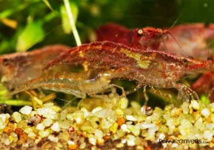 Креветка вишнева (neocaridina denticulata sinensis - cherry shrimp)