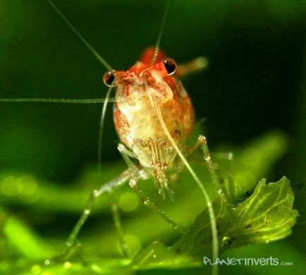 Creveți de cireș (neocaridina denticulata sinensis - creveți de cireșe)