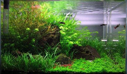 Cherry garnéla (Neocaridina denticulata sinensis - cseresznye garnéla) (denticulata) Cherry garnéla (Neocaridina denticulata sinensis - cseresznye garnéla)