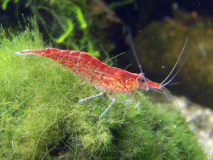 Креветки вишні - зміст, швидке розмноження і розведення вишень, фото, чому червоний амано
