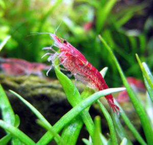 Креветки вишні - зміст, швидке розмноження і розведення вишень, фото, чому червоний амано