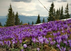 Crocus - plantare și îngrijire