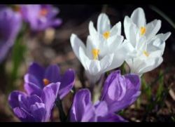 Crocus - plantare și îngrijire