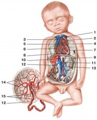Circulația sângelui fetal