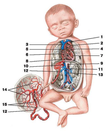 Circulația sanguină a fătului este