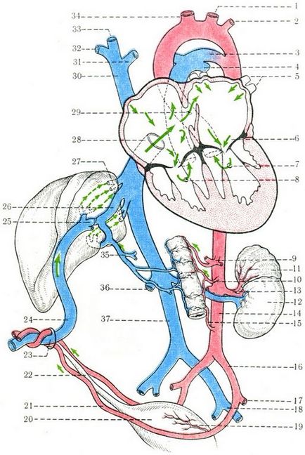 Circulația sanguină fetală, cardioangiologia, anatomia umană