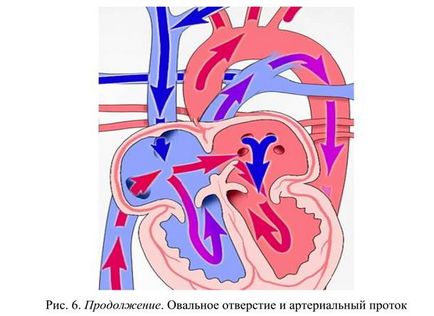 Кровообіг у плода людини