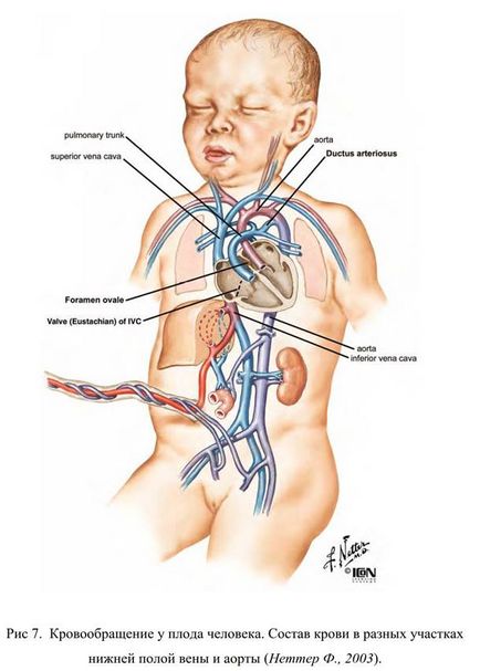 Кровообіг у плода людини