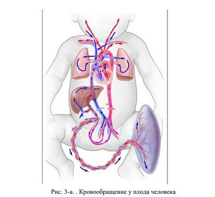 Кровообіг у плода людини