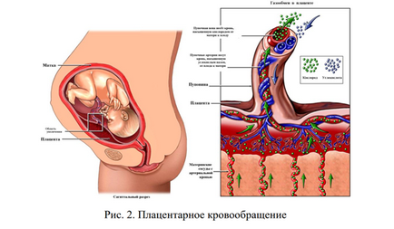 Кровообіг у плода людини