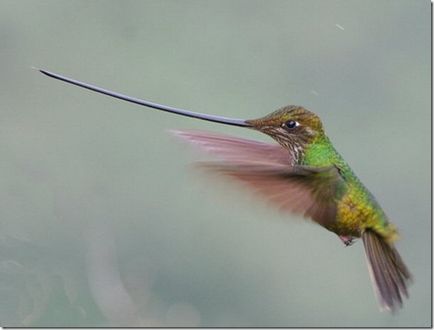 Cine știe ce zici de colibri?