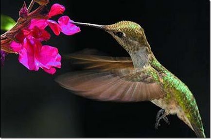 Cine știe ce zici de colibri?