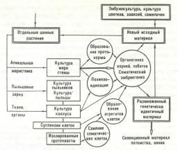 Cultura țesuturilor