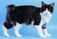 Kurilian Bobtail - pisici misterioase japoneze rusești sau 
