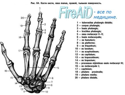 Tratamentul fracturilor și dislocărilor osului semilunar