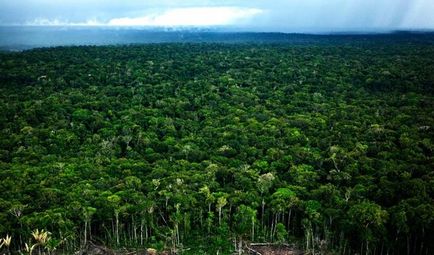 Pădurile din pădurile amazoniene