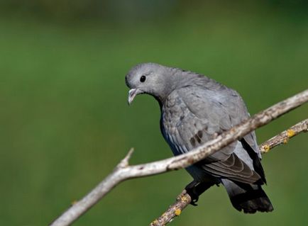 Porumbelul porumbelului de porumbel și descrierea rudelor sale, foto