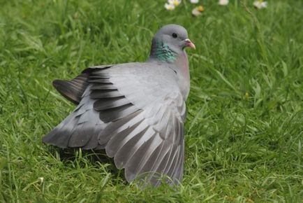 Porumbelul porumbelului de porumbel și descrierea rudelor sale, foto