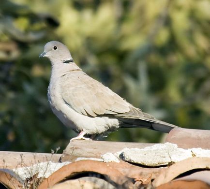 Porumbelul porumbelului de porumbel și descrierea rudelor sale, foto