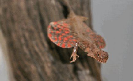 Летючий дракон або літаюча ящірка - фото і відео