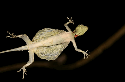 Dragonul care zboară sau șopârla zburând - fotografie și video