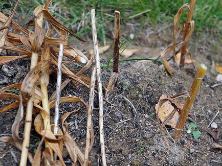 Лілії восени - посадка у відкритий грунт, як і коли садити лілії восени; догляд за ліліями взимку і