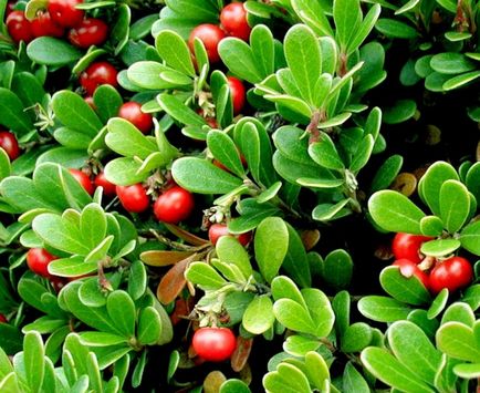 Bearberry levelek, mint a vízhajtó