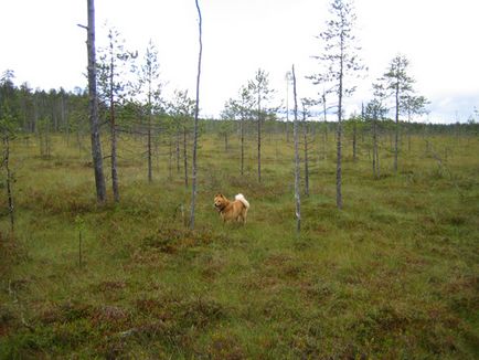 Loukkaharjun-kennel - найстаріший розплідник Фінляндія
