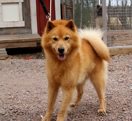 Loukkaharjun-kennel - cea mai veche pepinieră din Finlanda