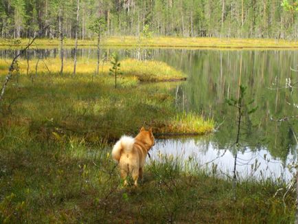 Loukkaharjun-kennel - cea mai veche pepinieră din Finlanda