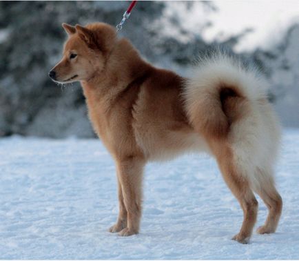 Loukkaharjun-kennel - cea mai veche pepinieră din Finlanda