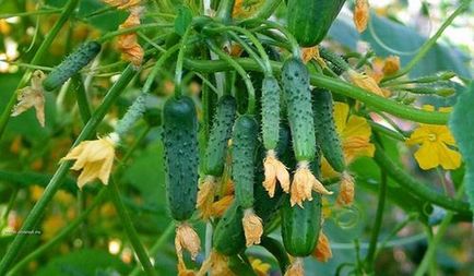 Cele mai bune sortimente de castraveți pentru sere sunt semințe auto-polenizate, timpurii, care dau naștere