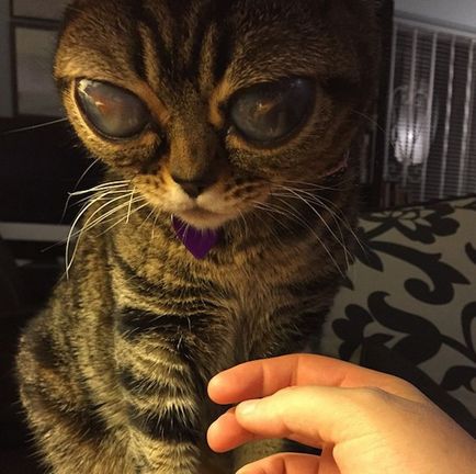 Dülledt szemű macska nevű Matilda lett sztár Instagram