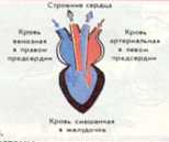 Жаби тваринний світ віртуальна школа Бакай