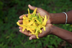 Ylang-ylang ulei de aplicare, proprietăți, comentarii - femeie s zi