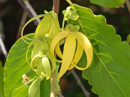 Ylang Ylang Proprietăți de ulei și aplicații