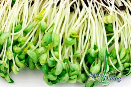 Metode pentru tratarea semințelor de soia