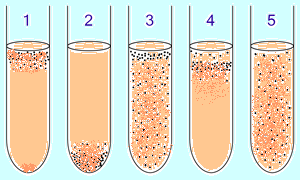 Organism microaerofil