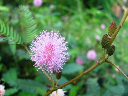 Mimosa timid - îngrijire la domiciliu